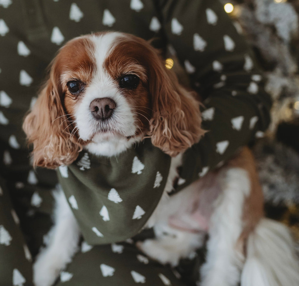 Frosty Pine | Holiday Thermal Pet Bandana