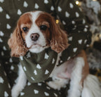 Frosty Pine | Holiday Thermal Pet Bandana