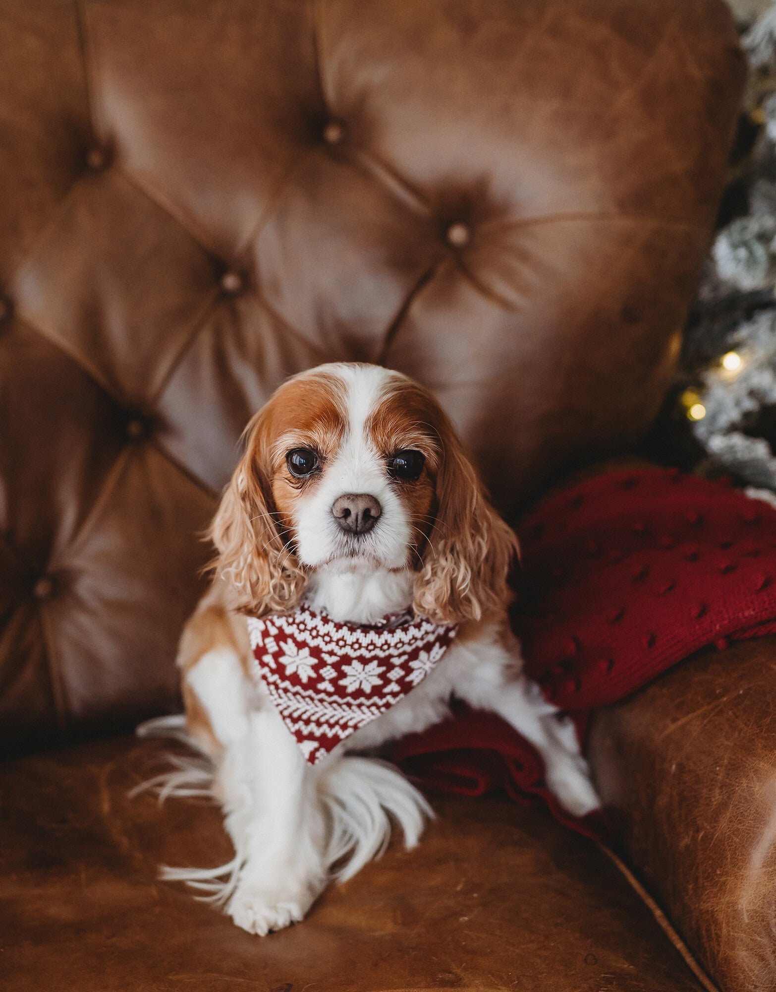 Frosty Pine | Holiday Thermal Pet Bandana