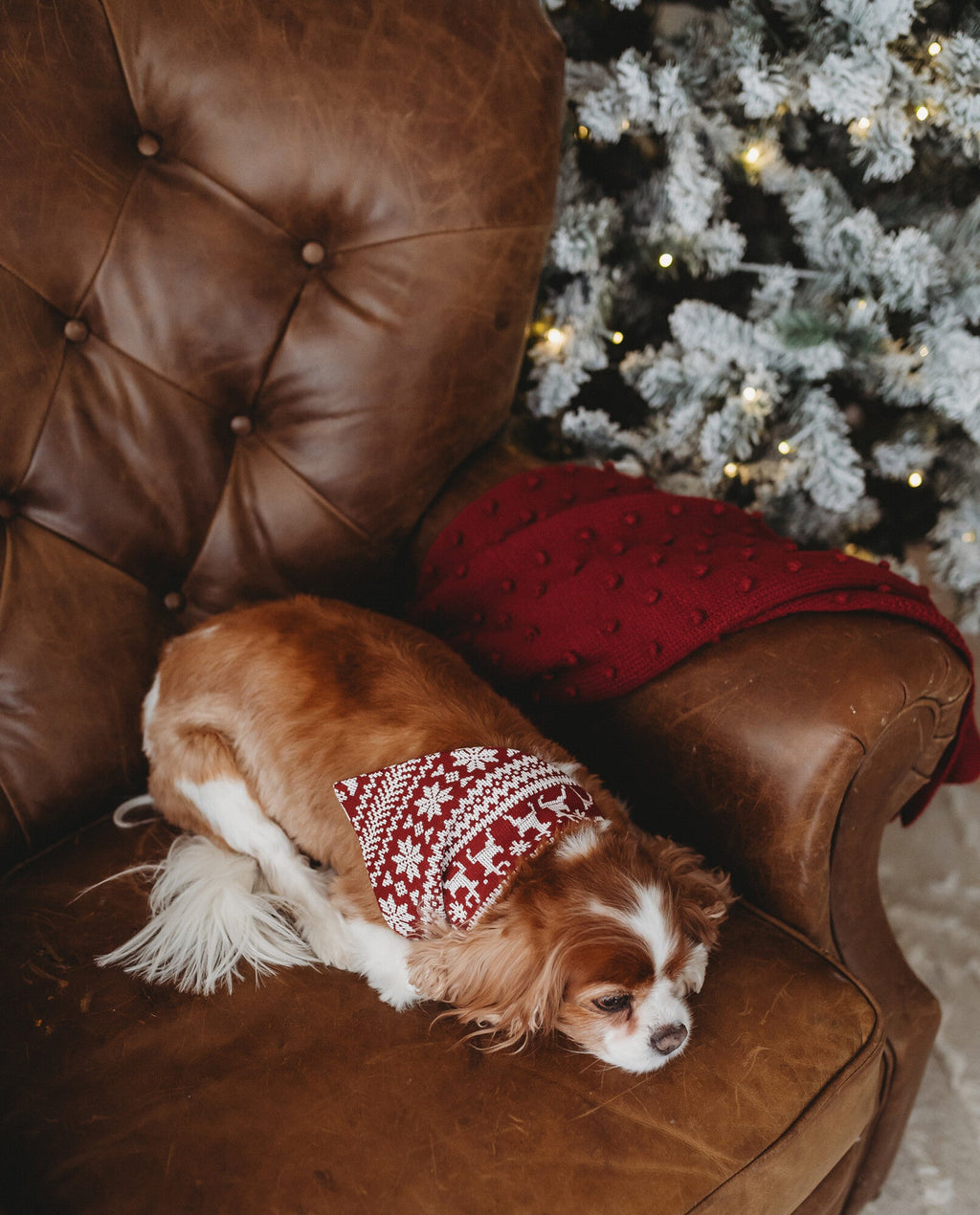 Frosty Pine | Holiday Thermal Pet Bandana