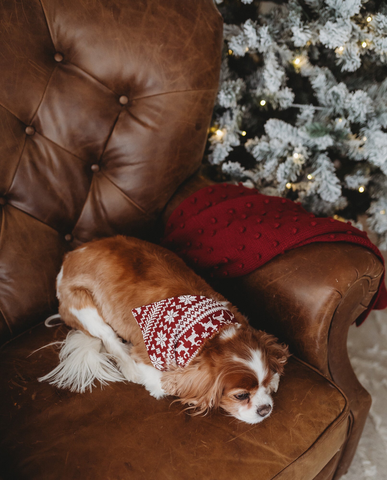 Frosty Pine | Holiday Thermal Pet Bandana