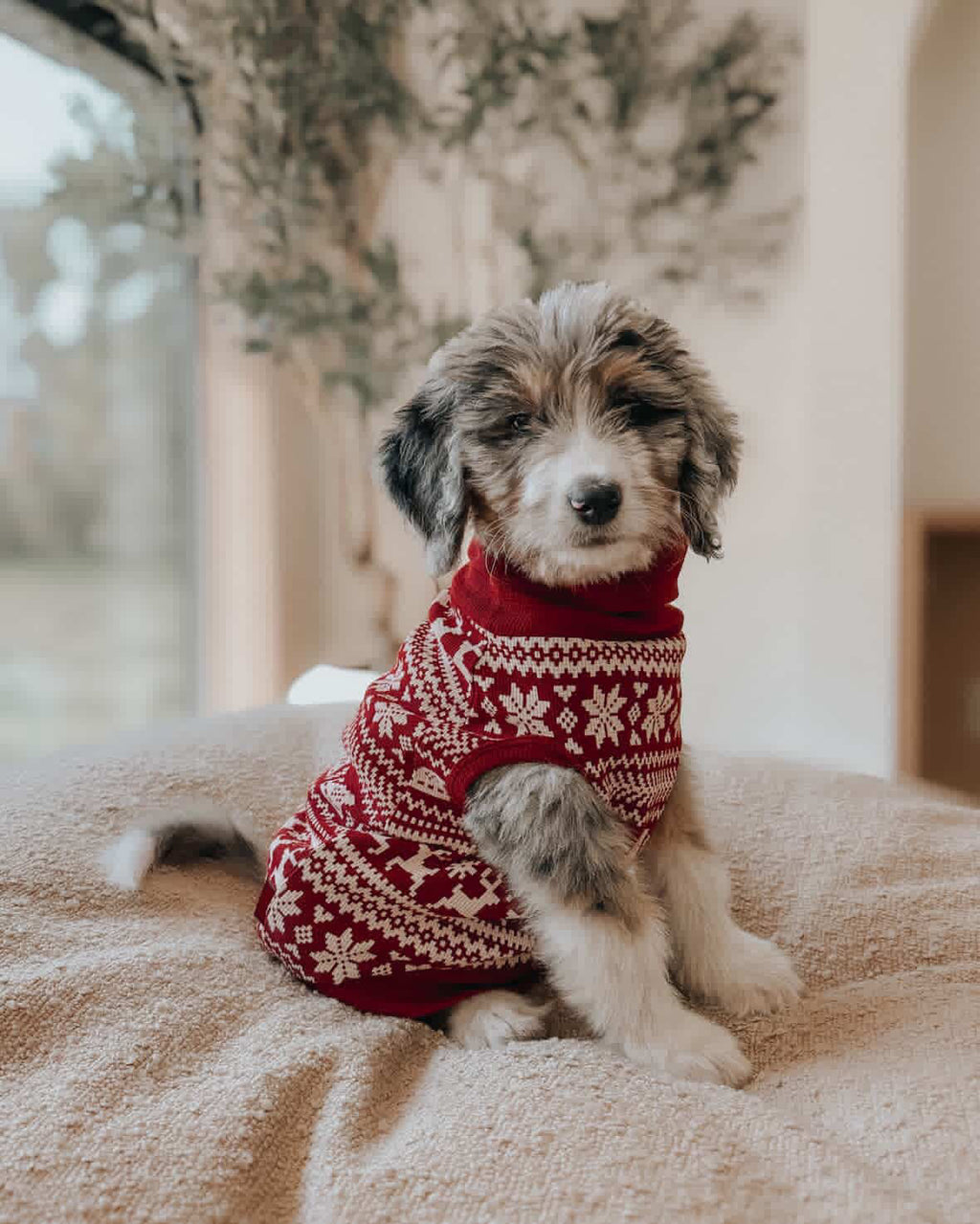 Santa's Sleigh | Holiday Dog Sweater