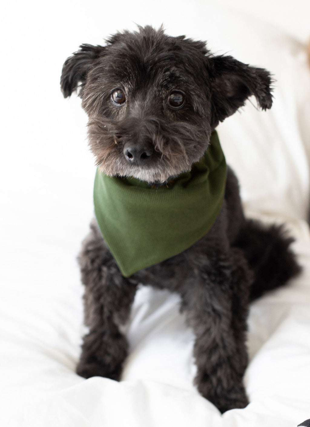 Forest | Organic Thermal Pet Bandana