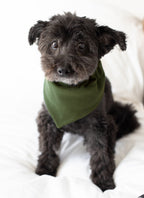 Forest | Organic Thermal Pet Bandana